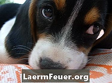 Oorzaken van congenitaal cerebellair syndroom bij honden