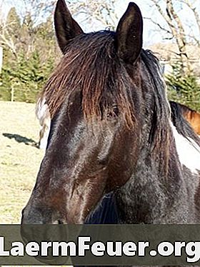 Причины гриппа и кашля у лошадей