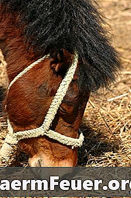 Orsaker till hosta och rinnande näsa i hästar