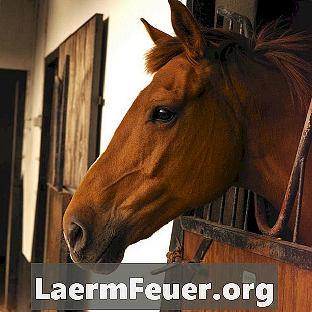 أسباب وعلاج الإسهال في الخيول