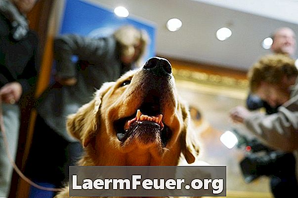 Кучета: Как да направим Златен ретривър Запознайте се с къщата