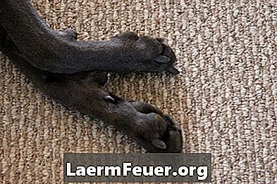 Cães: tumores nos dedos