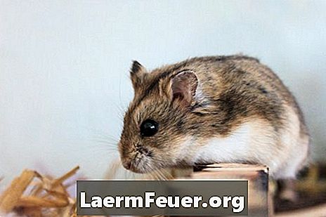 Hamster Life Kitaran