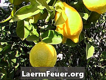 Giberelsyre for frukttrær