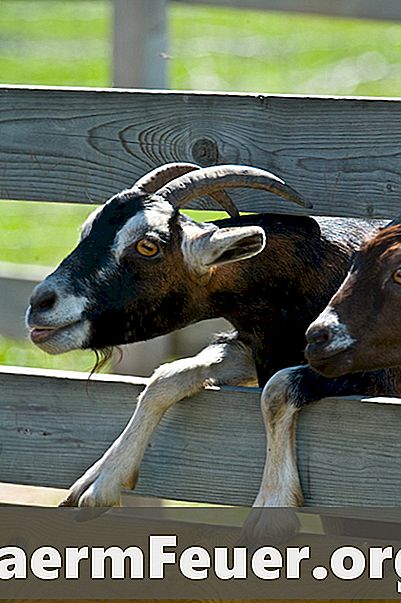 Cinza de madeira para controlar vermes em cabras