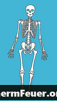 Cum se construiește un schelet uman pentru biologie