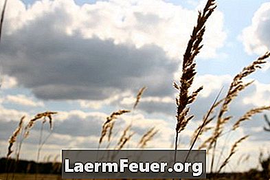 Clima certo para o plantio de cevada e de trigo