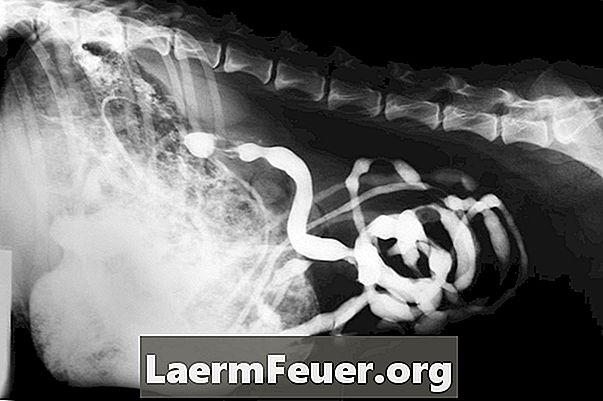 Rakovina kostí u psů a rentgenových paprsků