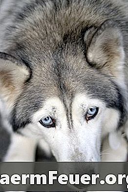 كلب مريض: عيون حمراء وحاكة
