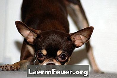 Coceira e doenças de pele em Chihuahuas