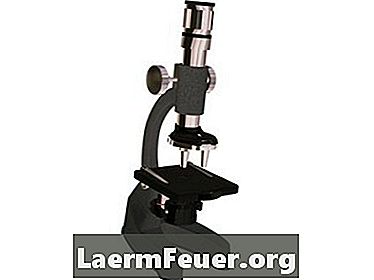 Ting for børn at observere under mikroskopet