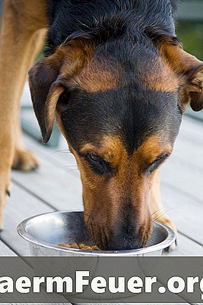 Édességek, amelyeket a kutyák enni tudnak