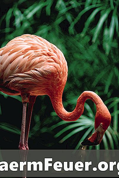 Går å spise reker virkelig rosa flamingoer?