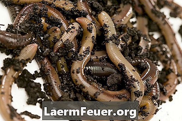Earthworm fakta om regnorm