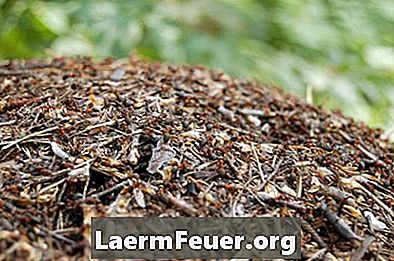 كيفية إنهاء أعشاش النمل
