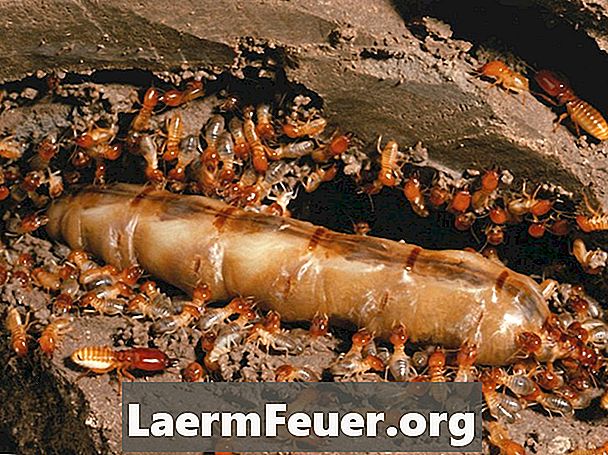 Hvordan utrydde termitter fra møbler