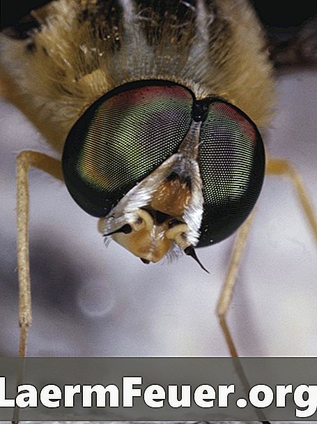 Sådan fjernes fluer ved hjælp af poser med vand