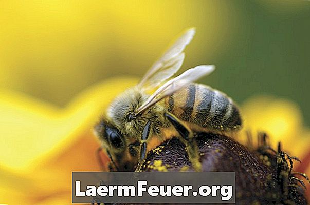 Como afugentar abelhas de um beiral