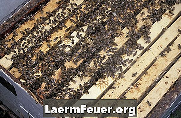 ビール酵母で蜂を養う方法