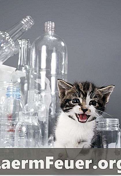 Hur man matar kattungar på ett före-avvänjande stadium
