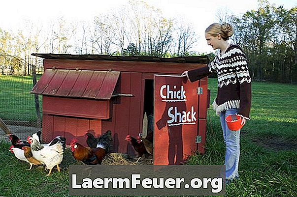 鶏小屋で産卵鶏を養う方法