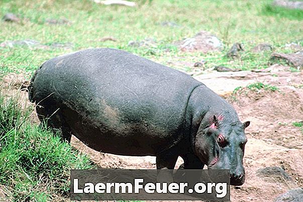 Comment nourrir les hippopotames