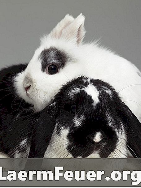 Is het mogelijk om twee konijntjes in dezelfde kooi te houden?