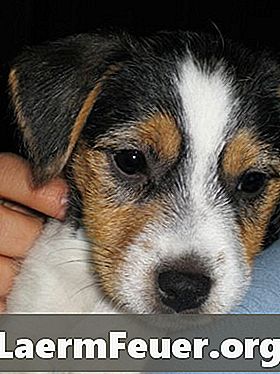 Cómo alimentar a un cachorro Jack Russell Terrier