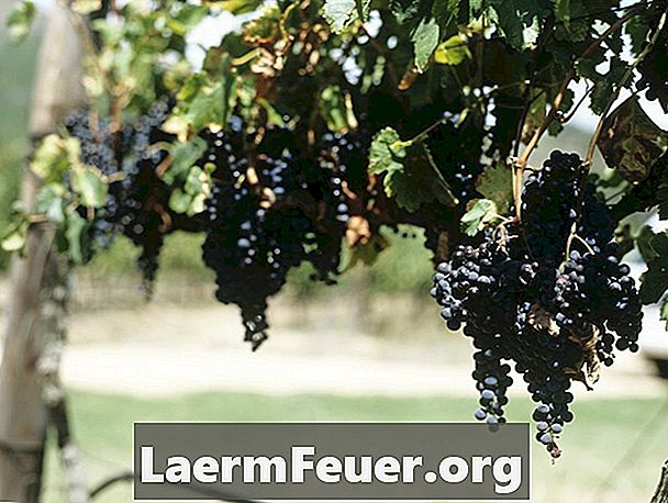 Como amarrar videiras de uva no parreiral