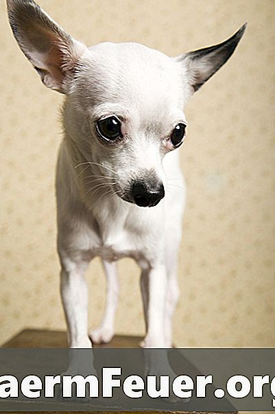 Kā apgriezt Chihuahua nagus