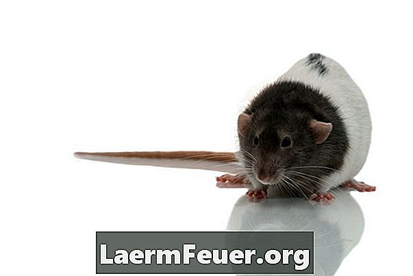 Comment couper les ongles d'une souris