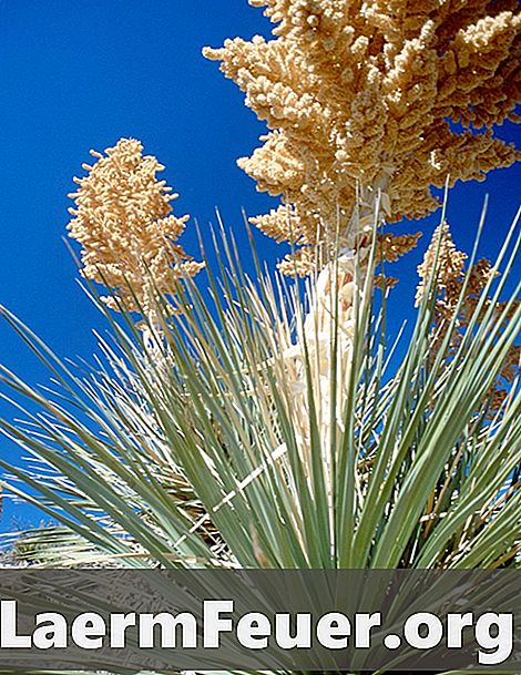 Jak sadzić Rostraty Yucca