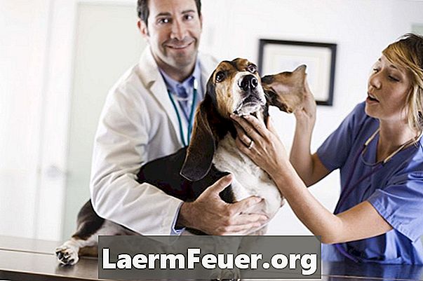 Kako primijeniti Conofite losion na pseće uho - Članci
