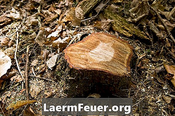 איך להירקב גדם עץ עם כימיקלים