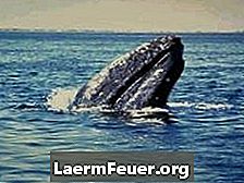 クジラはエコーロケーションをどのように使用しますか？
