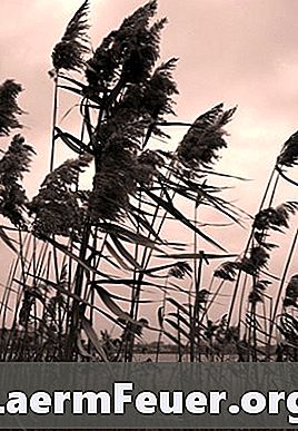 Як листя пальми допомагають стикатися з вітрами?