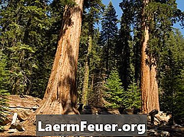 Come si riproducono gli alberi di sequoia?