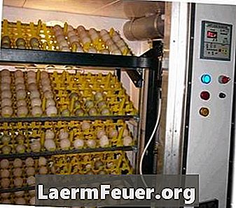 Hoe de luchtvochtigheid te verhogen tijdens kippenkwekerijen