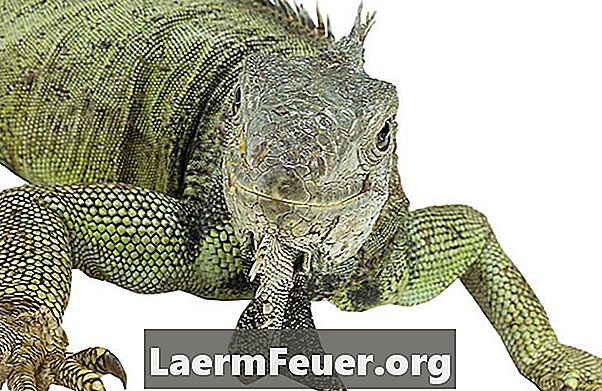 Kā noķert zaļās iguanas
