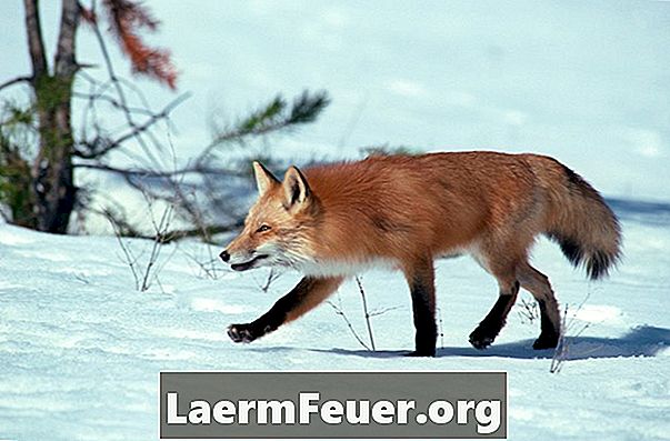 Як зловити лисицю з пасткою клітки