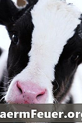 Istruzioni per la preparazione del sostituto del latte per i vitelli Purina
