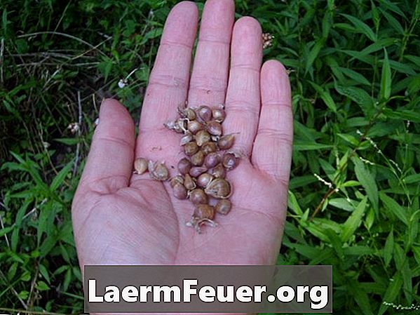 Cum să recoltăm semințe de usturoi sălbatice