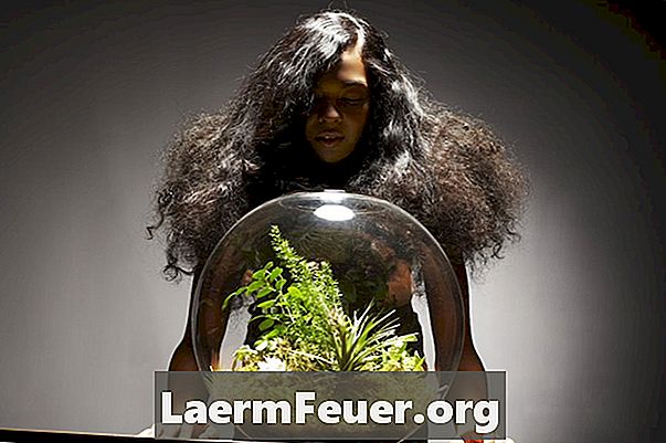Cum să puneți plantele într-un acvariu