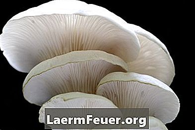 Как есть грибы симэдзи
