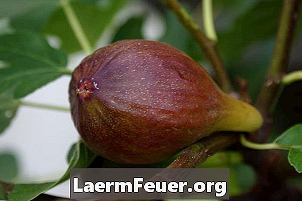 Hvordan man spiser friske fig