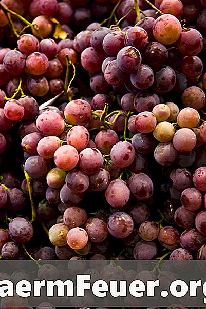 Kā ēst vīnogu sēklas