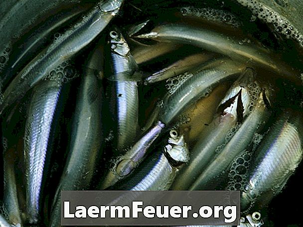 Hur man äter en kallvattenfisk med mycket omega 3