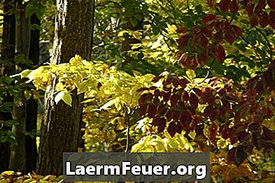 Како сачувати боју прољетних листова