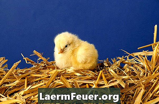 Hur man bygger ett barnkammare för kycklingar