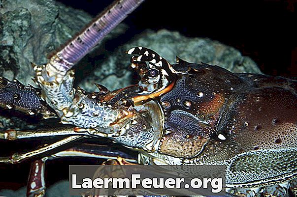 Bagaimana Membina Pond untuk Membiak Lobsters di Tanah